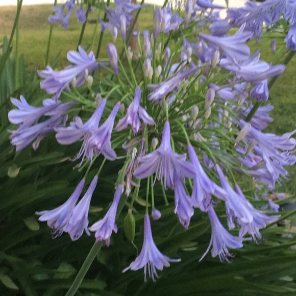 Meet your Posher, Martha - Picture 1 of 1